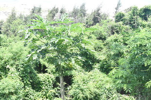 茂密绿意盎然的植物景观