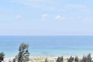 海边风景 绿树与碧蓝大海