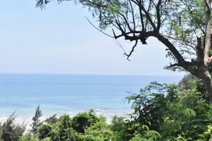 海边树枝与葱郁绿植景观