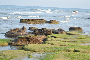 海边礁石与翠绿苔藓景观
