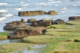 海边礁石与翠绿岸滩景观