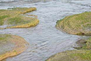 蜿蜒河流中的绿色草洲