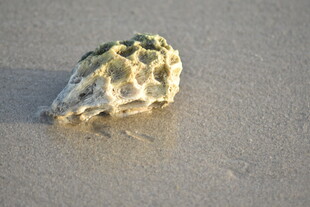 沙滩上的独特贝壳