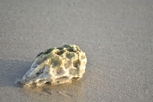 沙滩上的独特贝壳