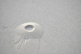 沙滩上的水母印记