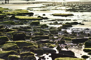 海边布满青苔的礁石景观