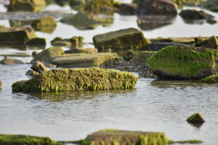水边覆绿苔的石块景观