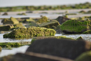 海岸边覆满青苔的礁石