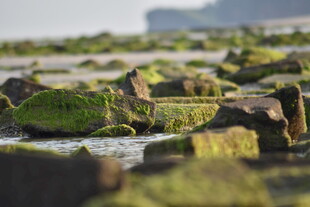 海边覆绿苔的嶙峋礁石