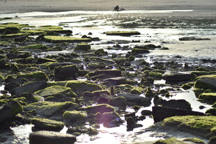 海边覆绿苔的礁石景观