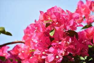 娇艳三角梅绽放