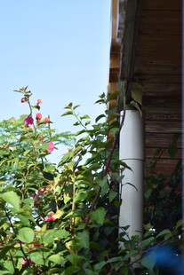 墙边绿植与白色管道