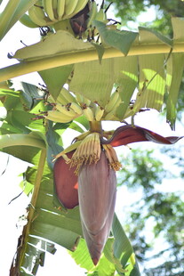 香蕉树的硕大蕉花