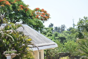 屋顶旁的繁茂绿植景观