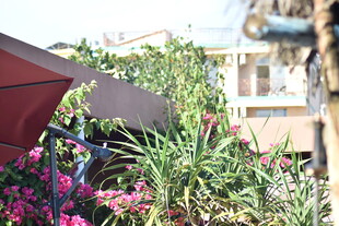 户外繁花与遮阳伞景致