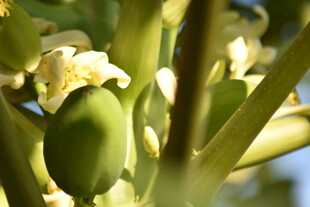 绿色植物上的花朵与果实