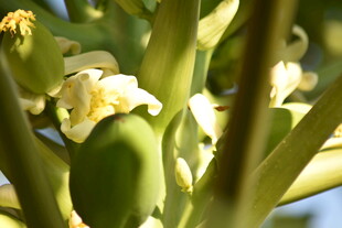 绿色植物上的白色花朵