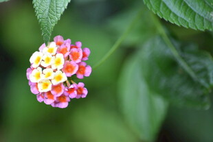 多彩马缨丹花朵特写
