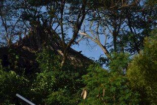 林间隐现的古朴房屋