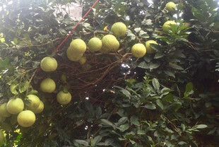 挂满枝头的黄绿色饱满果实