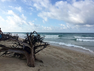 海滩上的枯树与海浪景观