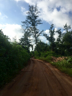 乡间土路旁的葱郁树林