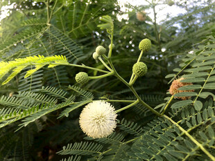 枝头绒球花与翠绿叶片