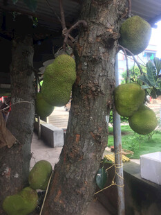 树上挂满硕大的菠萝蜜