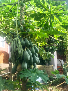 树上硕果累累的木瓜