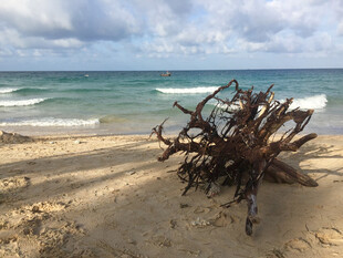 海滩上的枯木与海浪风景