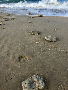 沙滩上的脚印与海生物