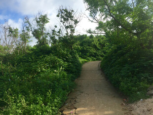 林间小径 绿意盎然的自然路