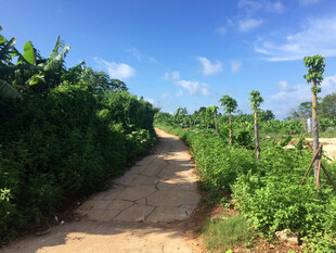 乡间土路旁的葱郁绿植