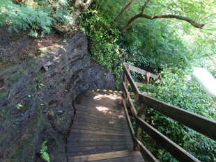 林间木栈道的静谧景致