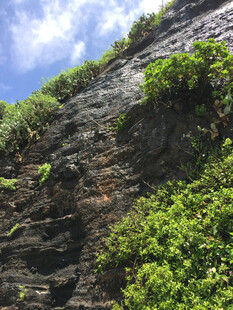 陡峭山壁上的繁茂绿植