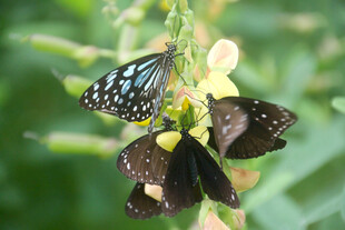 花丛中停歇的多彩蝴蝶