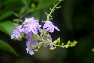 紫色小花绽放枝头