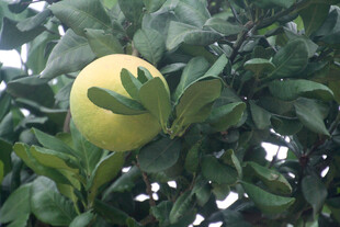 枝头黄澄澄的新鲜柑橘
