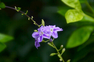 紫色小花绽放绿叶间