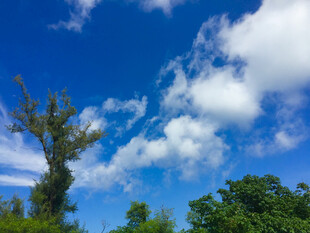 蓝天白云下的葱郁树木