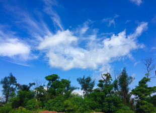 蓝天绿树间的自然美景