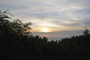 日落时分的树林剪影