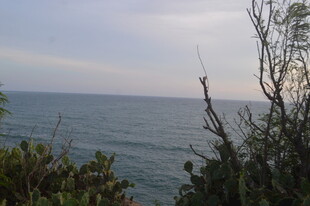 海边植被与广阔海面景色