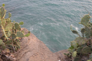 悬崖边的仙人掌与海景