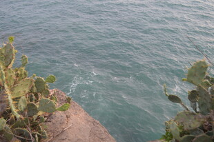 海边崖上的绿植与蔚蓝海水