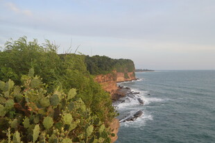 海岸边的绿植与汹涌海浪