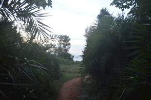 林间小道 绿意盎然