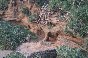 岩石间的绿植景观