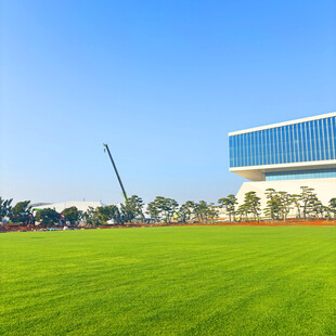 城市中的大片翠绿草坪