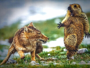 狼与土拨鼠